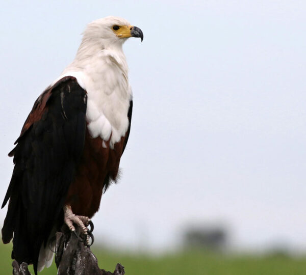 parc d'oiseau à Lyon